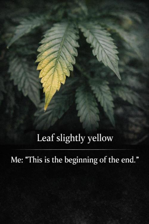 Memes. Week 3