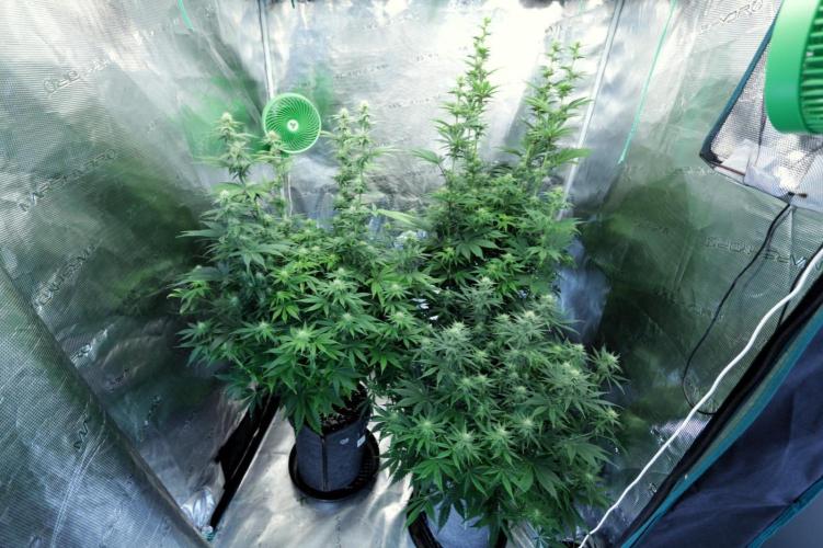 The Ladies’ First Cup. Week 12