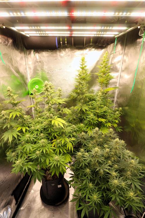 The Ladies’ First Cup. Week 14