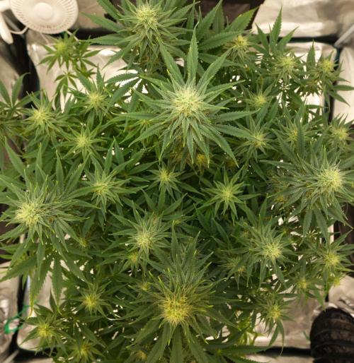 The Ladies’ First Cup. Week 14