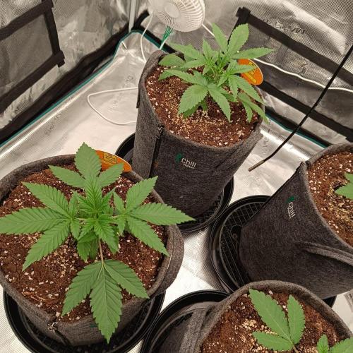 The Keepers Log. Week 3