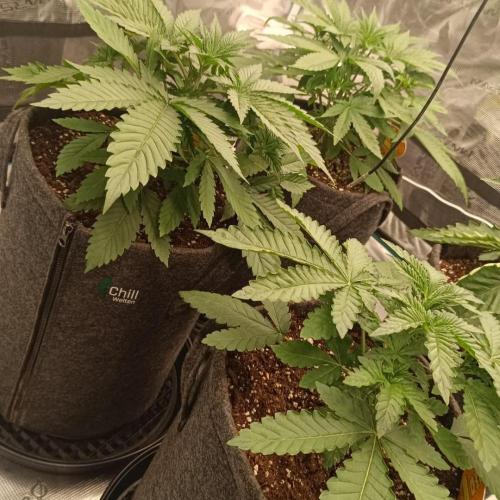The Keepers Log. Week 4