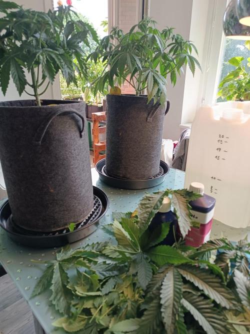 The Keepers Log. Week 5