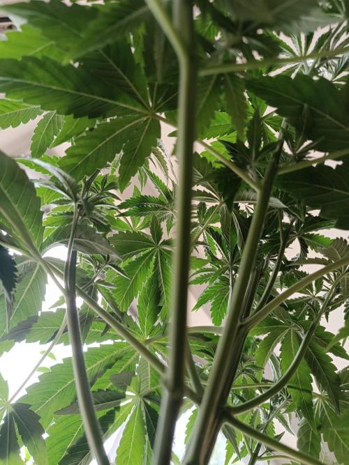 The Keepers Log. Week 5