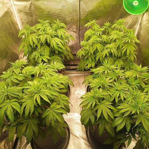 The Keepers Log. Week 6