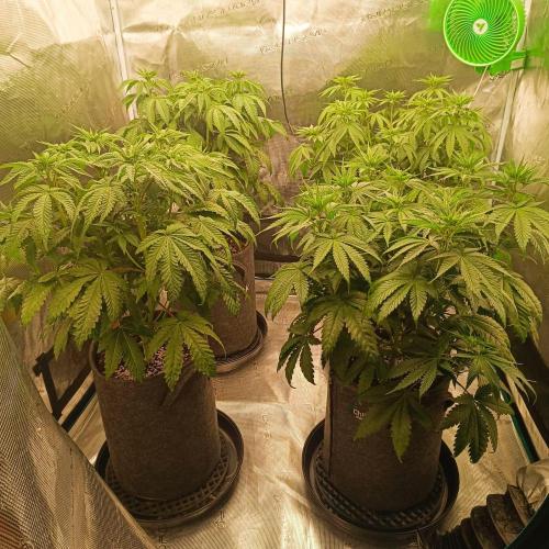 The Keepers Log. Week 6