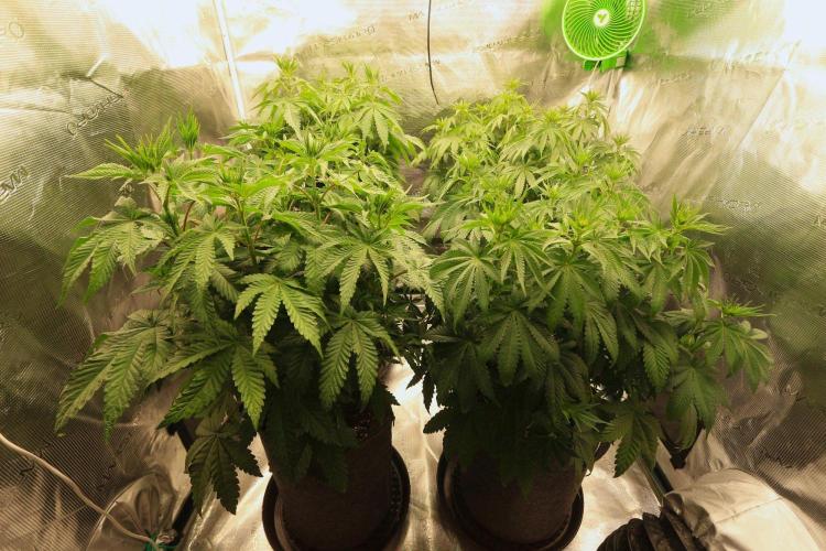 The Keepers Log. Week 7