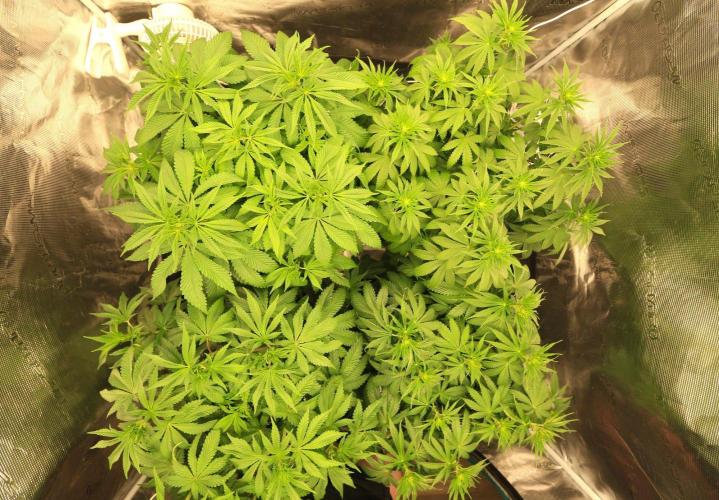 The Keepers Log. Week 7