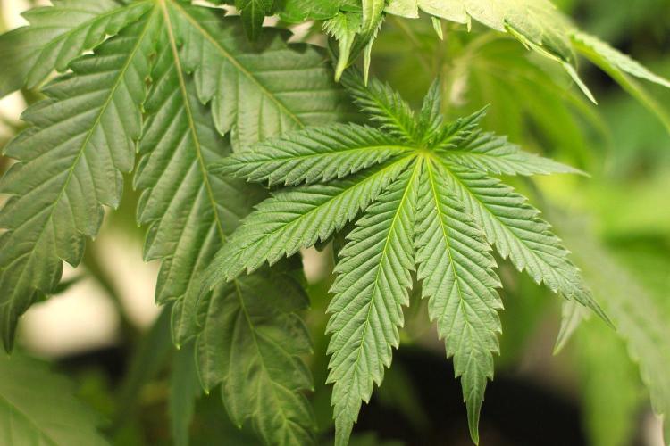 The Keepers Log. Week 7