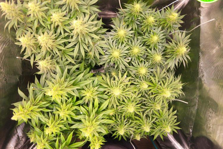 The Keepers Log. Week 9