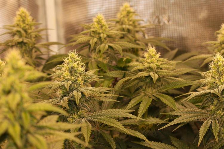 The Keepers Log. Week 9