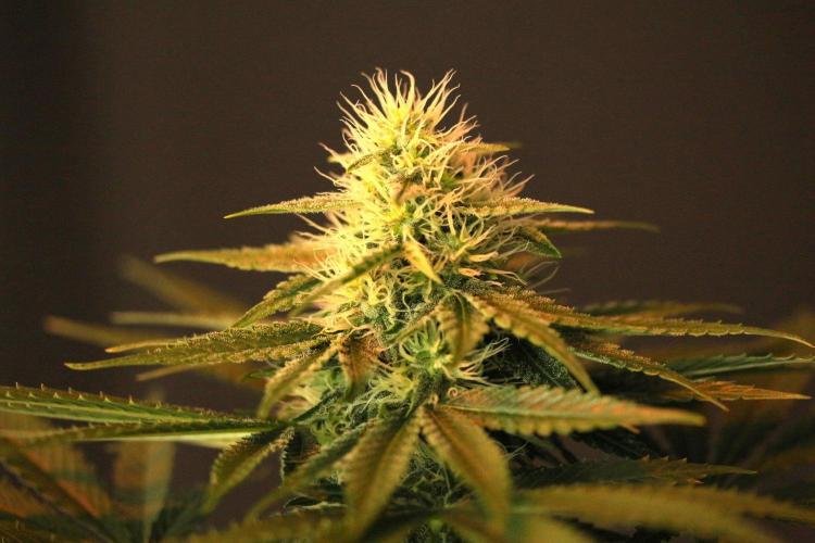 The Keepers Log. Week 9
