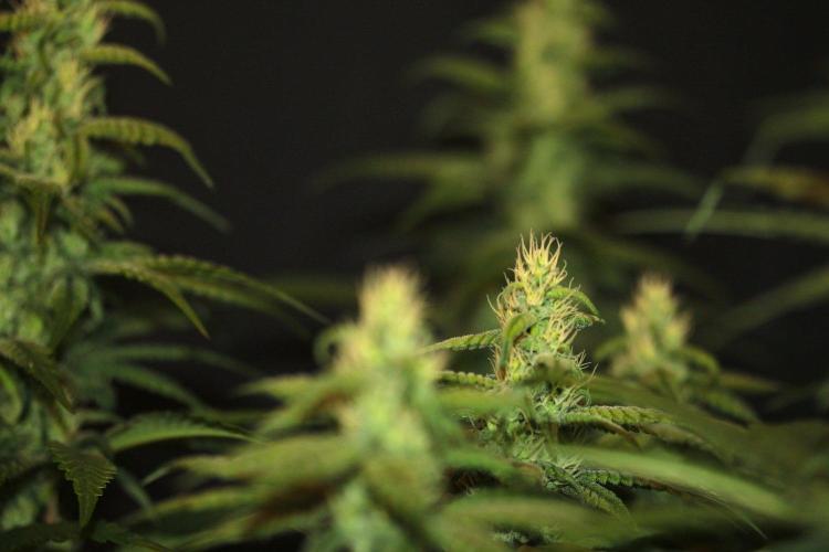 The Keepers Log. Week 10