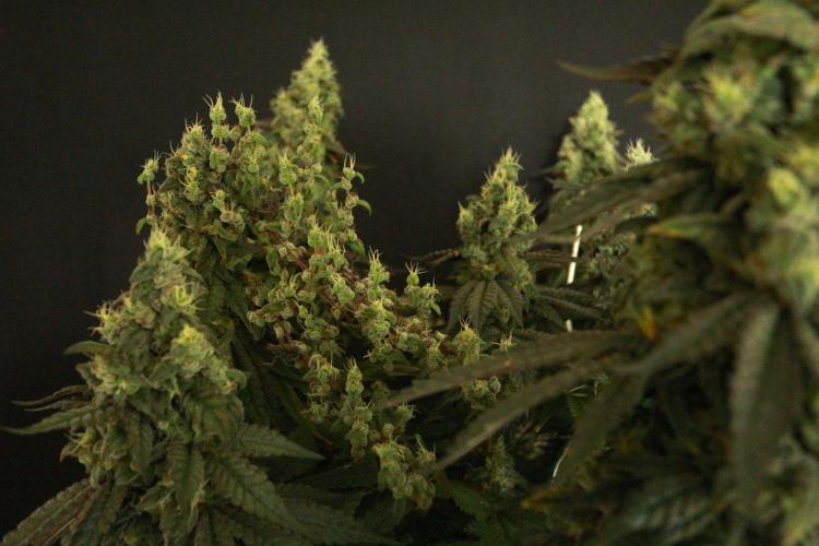 The Keepers Log. Week 12