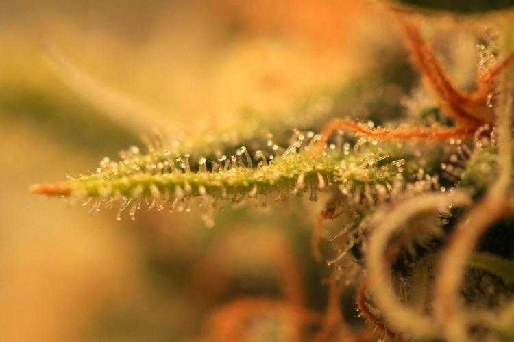 Original Sensible Seeds - Orange Ooze by GolliGrows