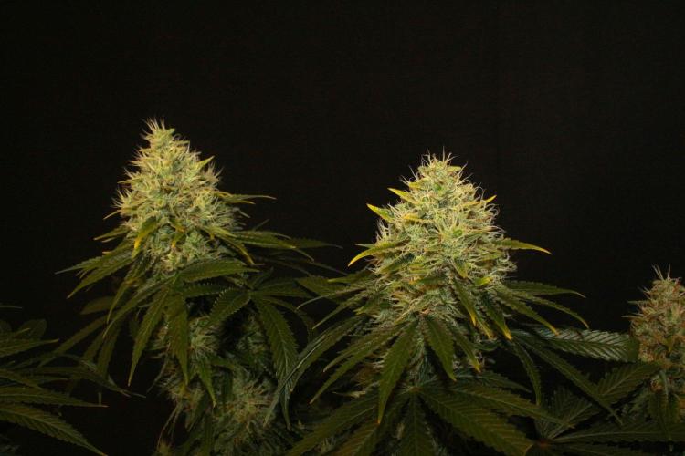 The Keepers Log. Week 13