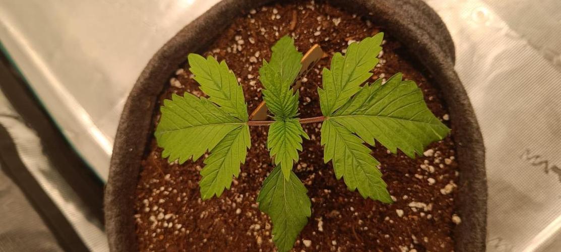 The Ladies’ First Cup. Week 3