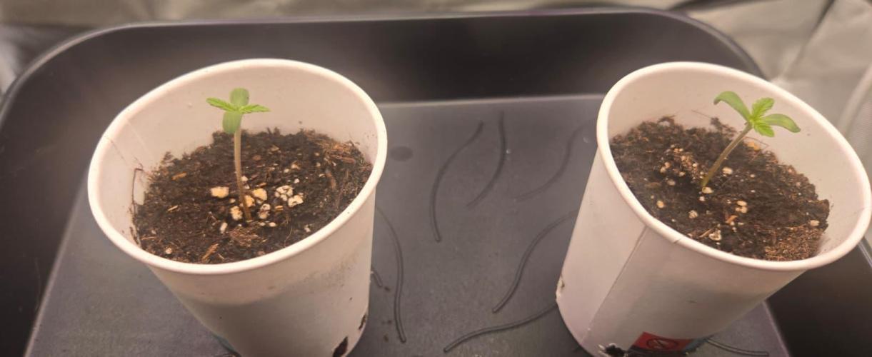 Sebien Winter batch. Week 0 - 3 days in the substrate