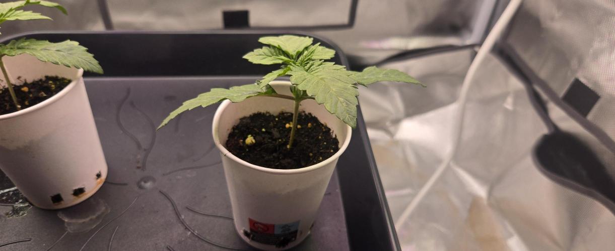 Sebien Winter batch. Week 1