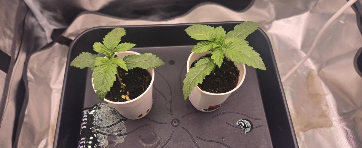 Sebien Winter batch. Week 1