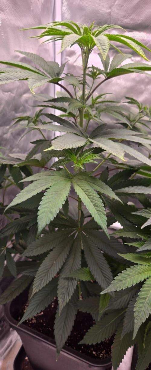 Sebien Winter batch. Week 8