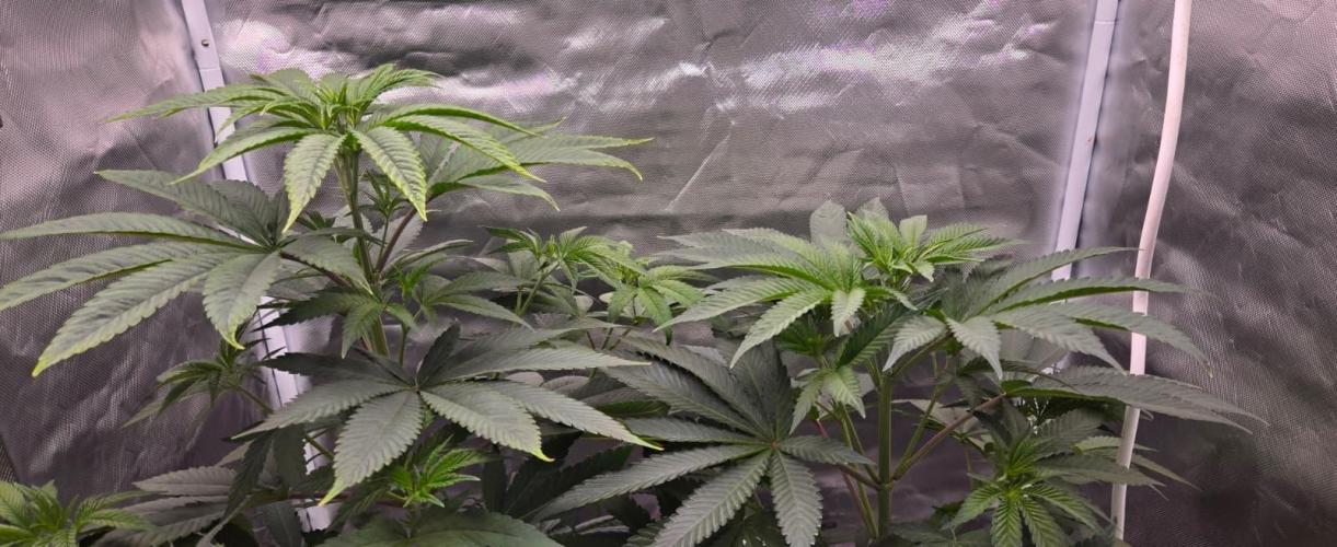 Sebien Winter batch. Week 8