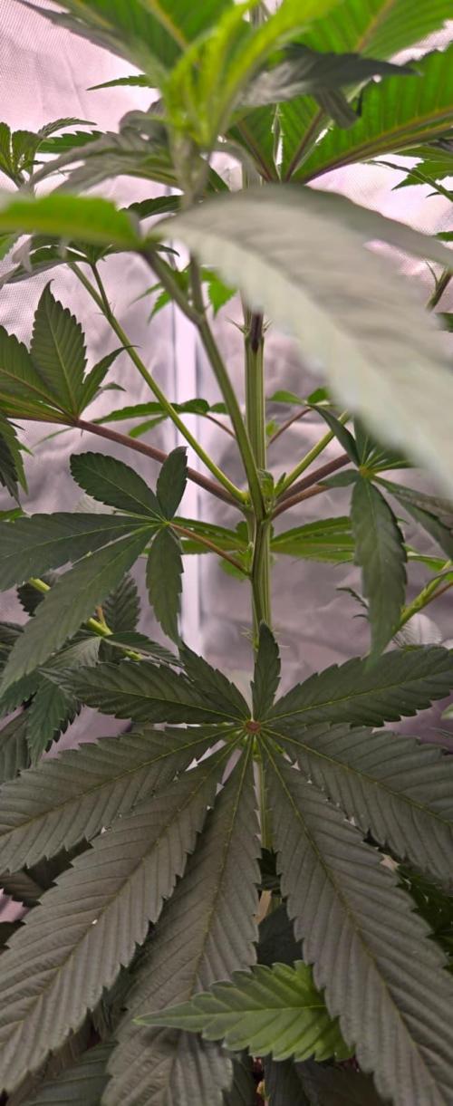 Sebien Winter batch. Week 8