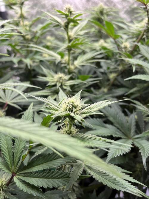 Starší počin . Week 4