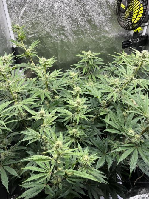 Starší počin . Week 4