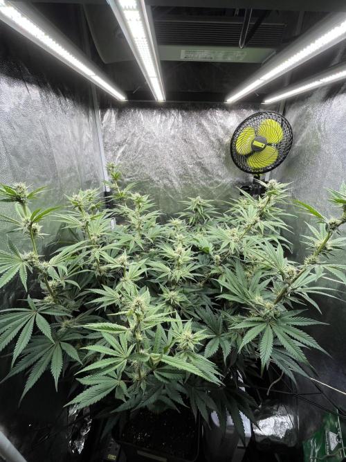 Starší počin . Week 4