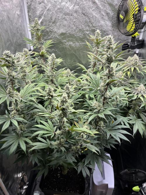 Starší počin . Week 8