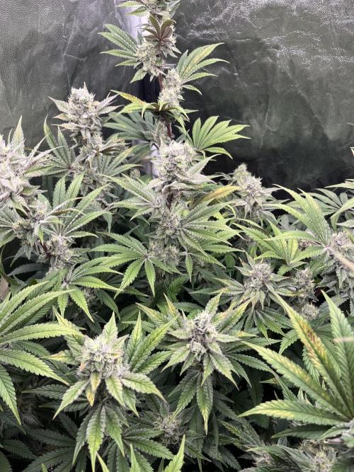 Starší počin . Week 8