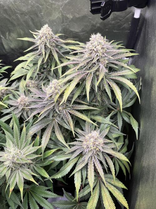 Starší počin . Week 8