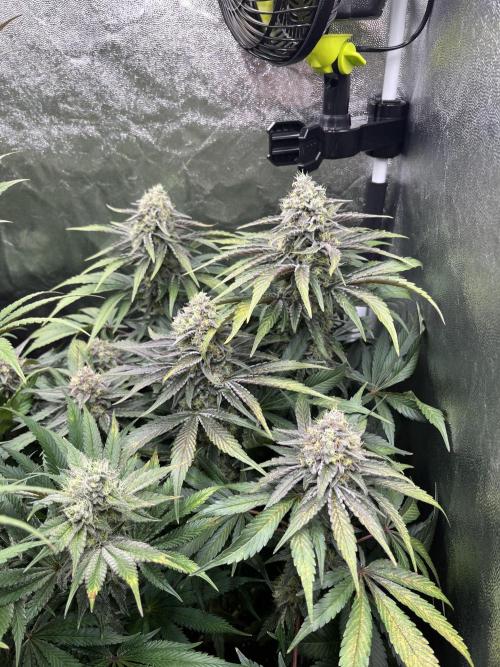 Starší počin . Week 8