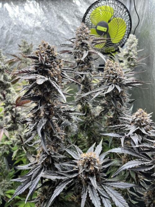 Starší počin . Week 11