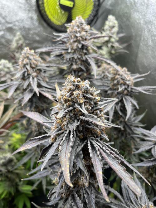 Starší počin . Week 11