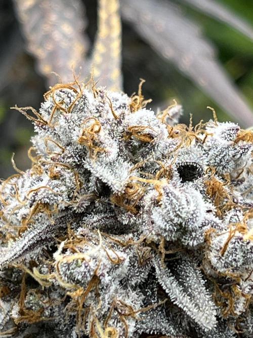 Starší počin . Week 11