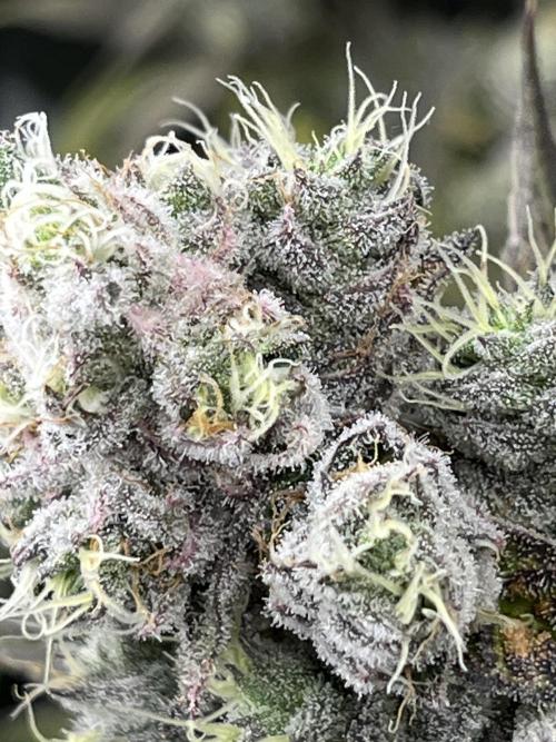 Starší počin . Week 11