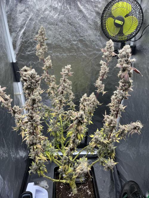 Starší počin . Week 11