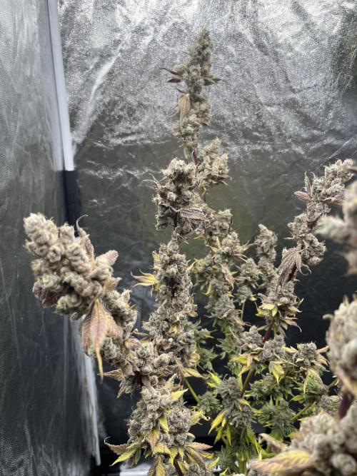 Starší počin . Week 11