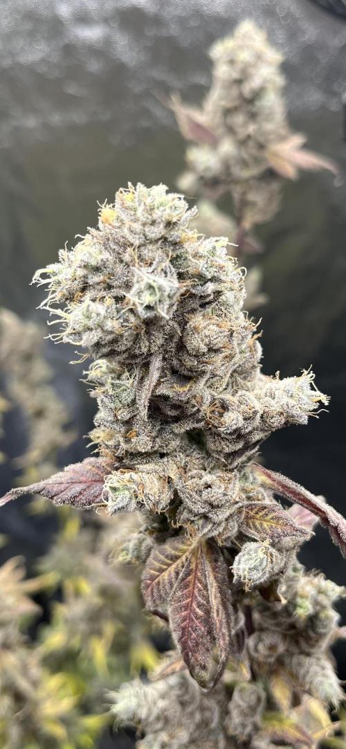 Starší počin . Week 11