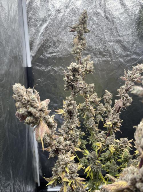 Starší počin . Week 11