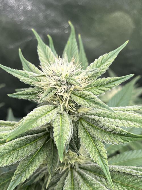 Zahrádka. Week 8 - Dos Si Dos 33