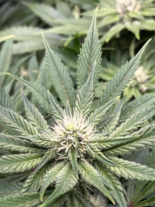 Zahrádka. Week 8 - Fat Cat