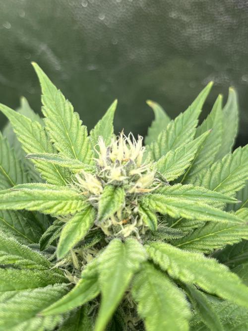 Zahrádka. Week 8 - Blue Dream