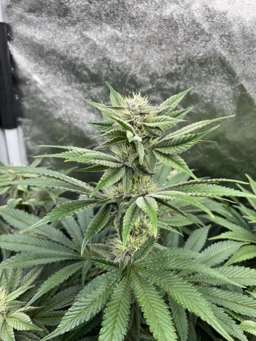 Zahrádka. Week 9