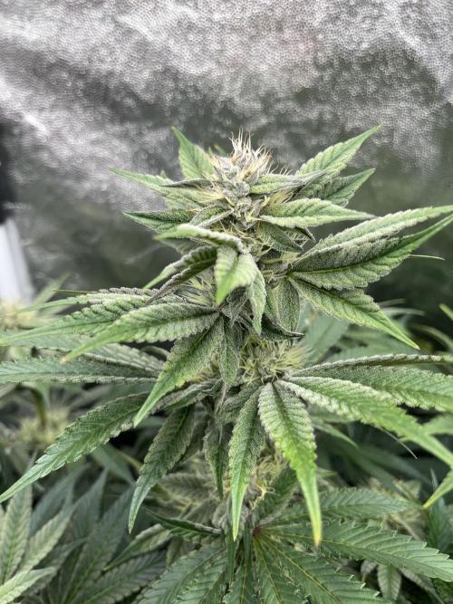 Zahrádka. Week 9