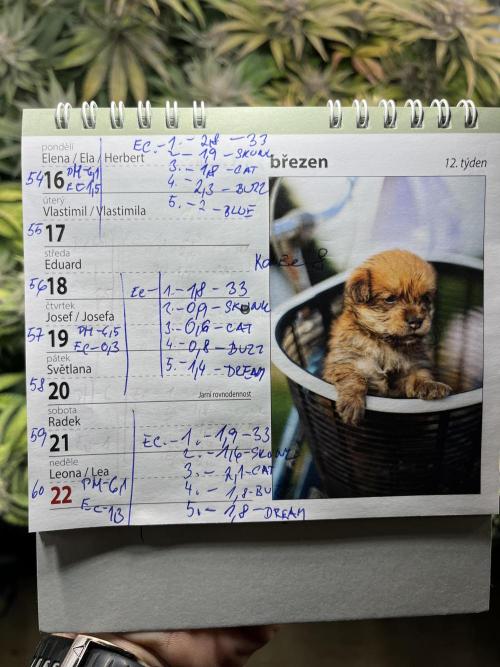 Zahrádka. Week 12