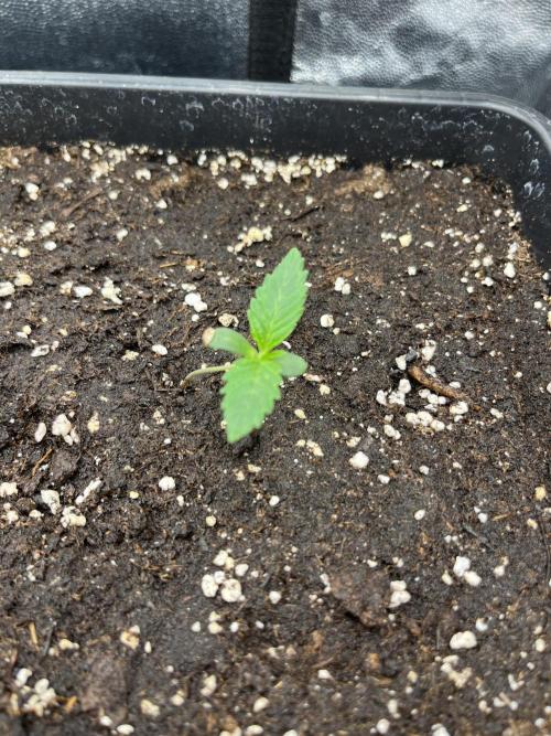 Zahrádka 2. Week 1