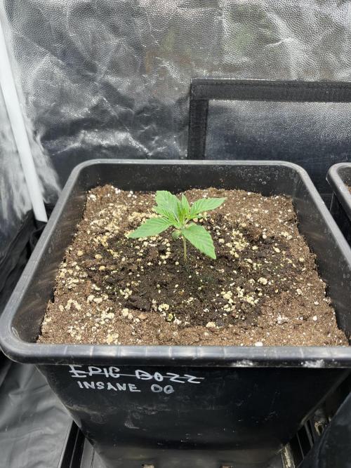 Zahrádka 2. Week 1